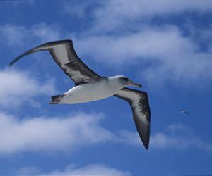 Albatross 'dynamic soaring' achieved by repeated curve-altitude oscillation