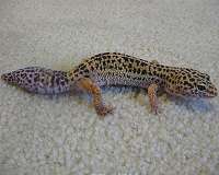 Leopard geckos can grow new brain cells, study finds