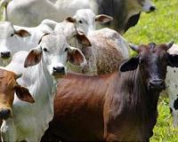 Lab-grown livestock feed may ease climatic effects of feed production