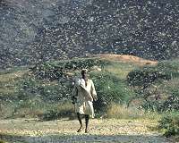 In midst of pandemic, E. Africa braces for another locust invasion