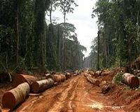 Zambian president allegedly involved in illegal timber trade: report
