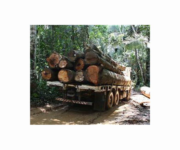 Cambodian journalist investigating illegal logging shot dead