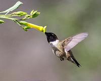 Hummingbirds see 'nonspectral' colors humans can only imagine