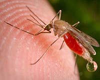 Climate change: Floods, drought, mosquito disease aim at Europe