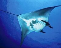 Ultrasound technology reveals the fetus of a pregnant wild reef manta ray