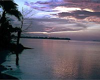 Papaua New Guinea forests reveal 56 new species