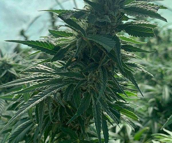 Cannabis leaves yield rare flavoalkaloids with pharmaceutical promise