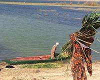 Water hyacinth pest chokes Iraq's vital waterways