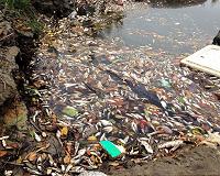 New Australia mass fish deaths in key river system