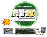 Scientists turn back evolutionary clock to develop high-CO2-tolerant microalgae