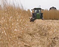 Replacing Corn With Perennial Grasses Improves Carbon Footprint Of Biofuels