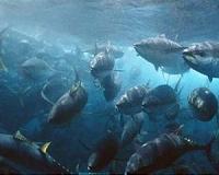 Pacific tuna meet fails to agree on cutbacks