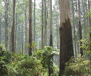 Forest, soil carbon important but does not offset fossil fuel emissions