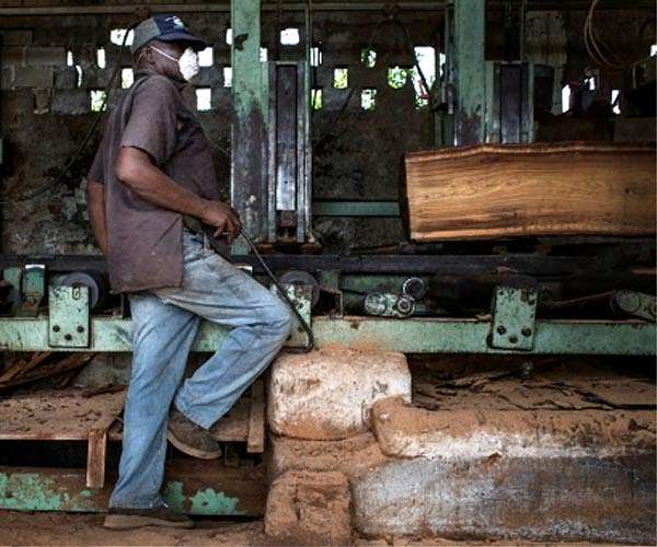 Court reverses Ruto's lifting of logging ban in Kenya