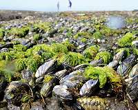 Neanderthals were eating mussels, fish, seals 80K years ago
