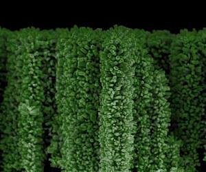 Nanotrees harvest the sun's energy to turn water into hydrogen fuel