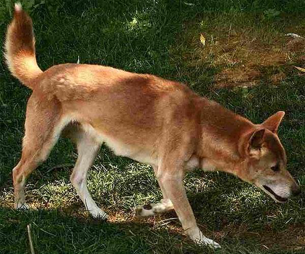 New Guinea singing dog thriving all along