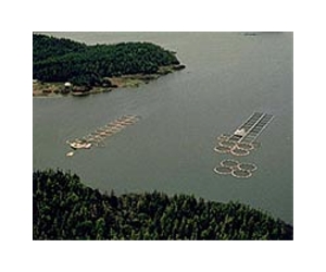 Testing of seafood imported into the US is inadequate