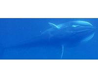 Scientists release first video footage of Omura's whale