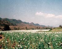 NATO must do more to stem Afghan drug trade, UN official says