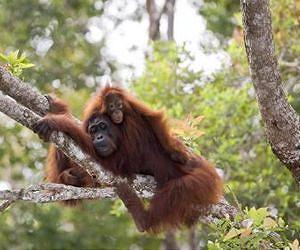 There's no magic number for saving endangered species