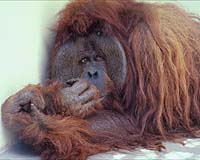 Orangutans face abuse in Indonesian zoos: study