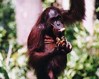 Malaysian orangutans get bridge to help find mates: report