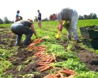 Organic food hits Eastern Europe