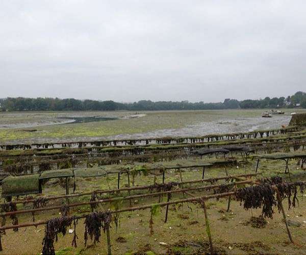 US oyster gardeners rebuild nature's own water-cleaning system