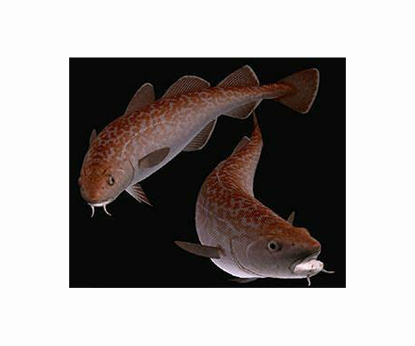 Canada's reopened cod fishery on shaky ground