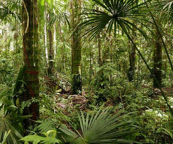 New species of lizard discovered in Peru national park