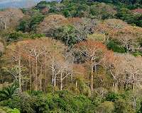 Tropical forests can handle the heat, up to a point
