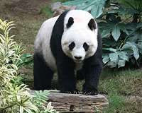 US zoo to return beloved giant pandas to China