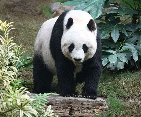 France bids farewell to beloved pandas bound for China