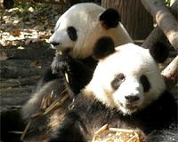 Happiness and Harmony: 'Big step forward' as twin pandas grow