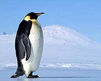 Satellite poop trail leads way to Antarctic penguins
