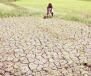 Information flow can help farmers cope with climate change