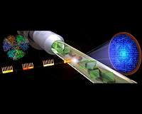 Photosynthesis seen in a new light by rapid X-ray pulses