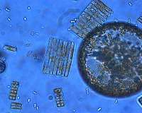 NASA, NSF plunge into ocean twilight zone to explore ecosystem carbon flow