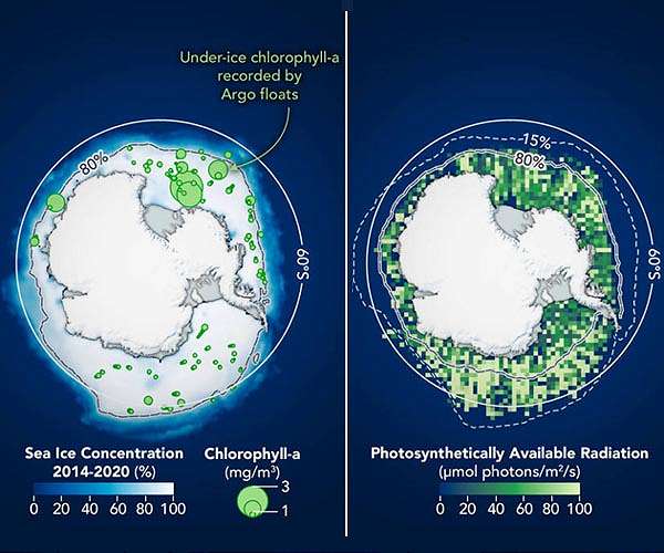 Antarctic phytoplankton trends reveal sea ice retreat impact; Ecosystem engineering in the oceans