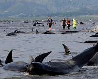 Faroese whaling 'ecological', 'respectful': minister