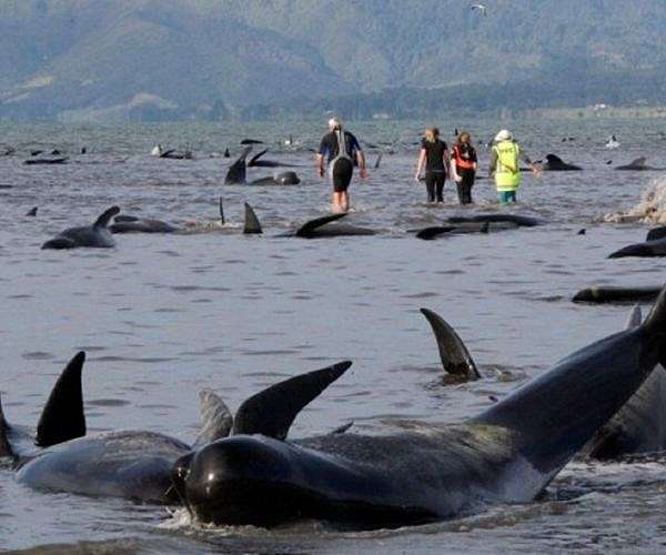 Up to 70 whales stranded in southern Australia