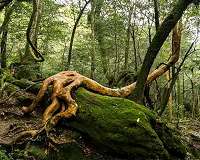 How plants defend themselves