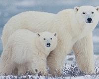 Hungry polar bear found wandering in Russia industrial city