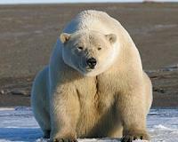Researchers observe polar bears eating dolphins, freezing leftovers