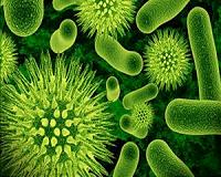 Scientists produce fuel from gut bacteria, sugar: study