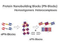 Scientists develop proteins that self-assemble into supramolecular complexes