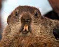Supernatural Rodent Predicts Early Spring For US