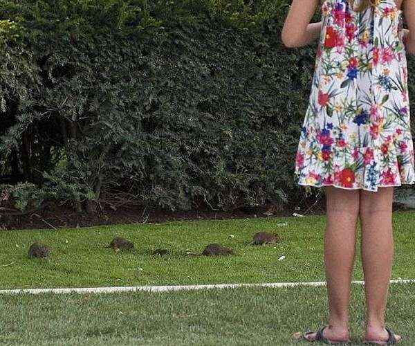 New study exonerates urban pests like rats as one-of-a-kind disease reservoirs