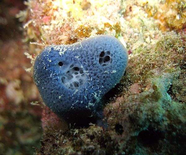 Sponge 'sneezes' waste